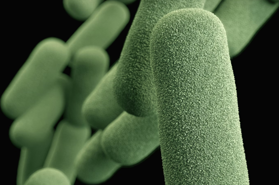 Microbiota intestinal: diferencias entre dieta vegana, vegetariana y omnívora